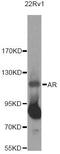 Androgen Receptor antibody, MBS128111, MyBioSource, Western Blot image 