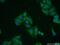 Keratin 8 antibody, 17514-1-AP, Proteintech Group, Immunofluorescence image 
