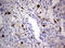 Homeobox protein TGIF1 antibody, LS-C797949, Lifespan Biosciences, Immunohistochemistry paraffin image 
