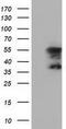 Cytoplasmic dynein 1 light intermediate chain 1 antibody, GTX84599, GeneTex, Western Blot image 