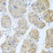 43 kDa receptor-associated protein of the synapse antibody, abx006833, Abbexa, Western Blot image 