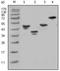 Glutathione-S-Transferase Tag antibody, AM06101PU-N, Origene, Western Blot image 