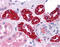 Anterior gradient protein 3 homolog antibody, 51-567, ProSci, Immunohistochemistry paraffin image 