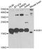 SUB1 Regulator Of Transcription antibody, A7070, ABclonal Technology, Western Blot image 