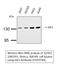 Janus Kinase 1 antibody, STJ93789, St John