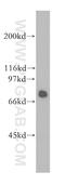 Heat Shock Protein Family A (Hsp70) Member 2 antibody, 12797-1-AP, Proteintech Group, Western Blot image 