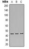 JunB Proto-Oncogene, AP-1 Transcription Factor Subunit antibody, orb319093, Biorbyt, Western Blot image 