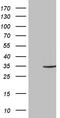 Multidrug resistance protein 1 antibody, TA809826S, Origene, Western Blot image 