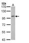 Leucine Zipper Protein 1 antibody, GTX108352, GeneTex, Western Blot image 