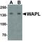 WAPL Cohesin Release Factor antibody, LS-C336172, Lifespan Biosciences, Western Blot image 