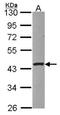 Protein Serine Kinase H1 antibody, NBP2-19981, Novus Biologicals, Western Blot image 
