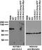 Potassium voltage-gated channel subfamily B member 2 antibody, 73-369, Antibodies Incorporated, Western Blot image 