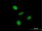 General Transcription Factor IIA Subunit 1 Like antibody, H00011036-M05, Novus Biologicals, Immunofluorescence image 