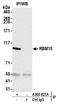 RNA Binding Motif Protein 15 antibody, A300-821A, Bethyl Labs, Immunoprecipitation image 