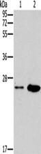 Erythropoietin antibody, CSB-PA437479, Cusabio, Western Blot image 