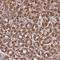 Proline Rich 7, Synaptic antibody, HPA046636, Atlas Antibodies, Immunohistochemistry paraffin image 