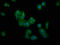 Dimethylglycine dehydrogenase, mitochondrial antibody, CSB-PA883415LA01HU, Cusabio, Immunofluorescence image 