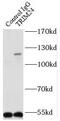 Tripartite Motif Containing 24 antibody, FNab08975, FineTest, Immunoprecipitation image 