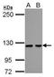 Homeodomain Interacting Protein Kinase 1 antibody, GTX108341, GeneTex, Western Blot image 