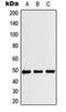 RNA Binding Motif Protein 34 antibody, orb215067, Biorbyt, Western Blot image 