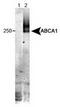 ATP Binding Cassette Subfamily A Member 1 antibody, TA309556, Origene, Western Blot image 