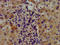 Arylsulfatase E antibody, LS-C669739, Lifespan Biosciences, Immunohistochemistry paraffin image 