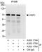 Heat Shock Transcription Factor 1 antibody, A303-175A, Bethyl Labs, Immunoprecipitation image 
