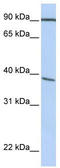 Popeye Domain Containing 3 antibody, TA338495, Origene, Western Blot image 
