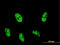 AT-Rich Interaction Domain 4A antibody, LS-C198064, Lifespan Biosciences, Immunofluorescence image 