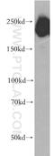 Dedicator of cytokinesis protein 3 antibody, 20683-1-AP, Proteintech Group, Western Blot image 
