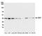 Cyclin Dependent Kinase 7 antibody, A700-006, Bethyl Labs, Western Blot image 