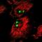 NLR Family Pyrin Domain Containing 10 antibody, NBP1-85557, Novus Biologicals, Immunofluorescence image 
