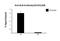 BCL6 Transcription Repressor antibody, 648310, BioLegend, Chromatin Immunoprecipitation image 