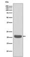 HCNP antibody, M01668, Boster Biological Technology, Western Blot image 