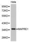Microtubule Associated Protein RP/EB Family Member 1 antibody, abx002037, Abbexa, Western Blot image 