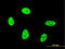 Oxidative Stress Responsive Kinase 1 antibody, LS-C133612, Lifespan Biosciences, Immunofluorescence image 