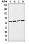 Cell Division Cycle 25B antibody, orb216052, Biorbyt, Western Blot image 