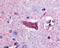 Muscarinic acetylcholine receptor M3 antibody, 48-116, ProSci, Immunohistochemistry paraffin image 