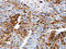 Trefoil Factor 1 antibody, CSB-PA160693, Cusabio, Immunohistochemistry frozen image 