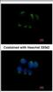 Trefoil Factor 1 antibody, NBP2-16376, Novus Biologicals, Immunofluorescence image 
