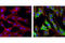 DRG1 antibody, 5482S, Cell Signaling Technology, Immunofluorescence image 