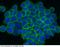 Ectonucleotide Pyrophosphatase/Phosphodiesterase 7 antibody, 10885-MM10, Sino Biological, Immunohistochemistry frozen image 