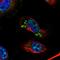 KIAA1328 antibody, HPA040946, Atlas Antibodies, Immunofluorescence image 