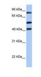 Host cell factor 2 antibody, orb324424, Biorbyt, Western Blot image 