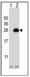 Ras-related protein Rab-3B antibody, AP53543PU-N, Origene, Western Blot image 