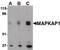 MAPK Associated Protein 1 antibody, PA5-20361, Invitrogen Antibodies, Western Blot image 