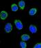 Serpin Family C Member 1 antibody, GTX81758, GeneTex, Immunofluorescence image 