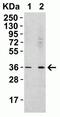 R-Spondin 1 antibody, NBP1-77354, Novus Biologicals, Western Blot image 
