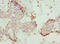 Tropomodulin 4 antibody, LS-C676610, Lifespan Biosciences, Immunohistochemistry paraffin image 