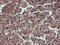 Pseudouridine 5'-Phosphatase antibody, LS-C172734, Lifespan Biosciences, Immunohistochemistry paraffin image 